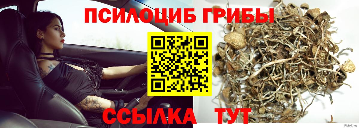 Галлюциногенные грибы Cubensis Назрань